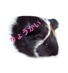 モルモット るる 日常会話2（個別スタンプ：14）