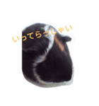 モルモット るる 日常会話2（個別スタンプ：17）