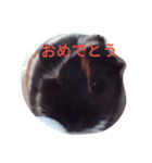 モルモット るる 日常会話2（個別スタンプ：18）