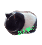 モルモット るる 日常会話2（個別スタンプ：19）