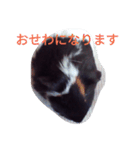 モルモット るる 日常会話2（個別スタンプ：21）