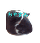 モルモット るる 日常会話2（個別スタンプ：22）