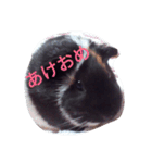 モルモット るる 日常会話2（個別スタンプ：25）