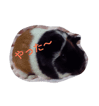 モルモット るる 日常会話2（個別スタンプ：27）