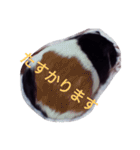 モルモット るる 日常会話2（個別スタンプ：31）