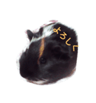 モルモット るる 日常会話2（個別スタンプ：33）