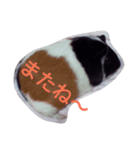 モルモット るる 日常会話2（個別スタンプ：40）