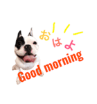 フレブルもちおのブヒブヒスタンプ（個別スタンプ：13）
