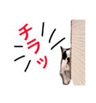フレブルもちおのブヒブヒスタンプ（個別スタンプ：37）