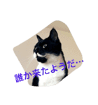 イケメン猫さんおまめさん（個別スタンプ：2）