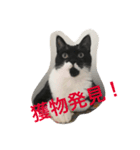 イケメン猫さんおまめさん（個別スタンプ：4）