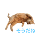 むぎちゃんのスタンプ（個別スタンプ：2）