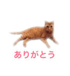 むぎちゃんのスタンプ（個別スタンプ：6）
