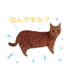 むぎちゃんのスタンプ（個別スタンプ：9）