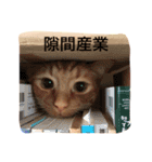 むぎちゃんのスタンプ（個別スタンプ：11）