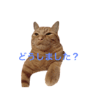 むぎちゃんのスタンプ（個別スタンプ：12）