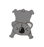 Koalai koala（個別スタンプ：36）