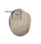 ペルシャ猫（個別スタンプ：2）