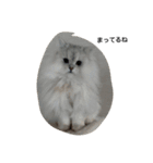 ペルシャ猫（個別スタンプ：3）