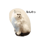 ペルシャ猫（個別スタンプ：4）