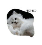 ペルシャ猫（個別スタンプ：9）