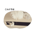 ペルシャ猫（個別スタンプ：10）
