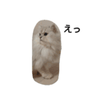 ペルシャ猫（個別スタンプ：11）