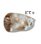 ペルシャ猫（個別スタンプ：12）