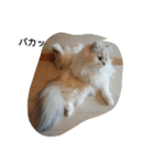 ペルシャ猫（個別スタンプ：14）