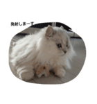 ペルシャ猫（個別スタンプ：15）