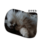 ペルシャ猫（個別スタンプ：16）