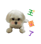 Jubby（個別スタンプ：15）