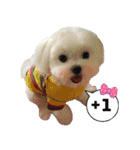 Jubby（個別スタンプ：19）