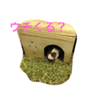 ぴりおスタンプその2（個別スタンプ：1）