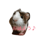 ぴりおスタンプその2（個別スタンプ：2）