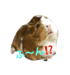 ぴりおスタンプその2（個別スタンプ：14）