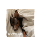 ミニピン マシュー ぼく6さい（個別スタンプ：5）