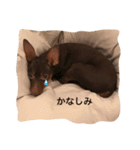 ミニピン マシュー ぼく6さい（個別スタンプ：9）