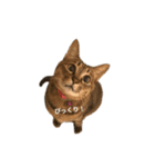 猫のまみ（個別スタンプ：1）