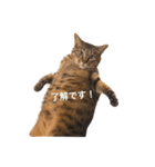 猫のまみ（個別スタンプ：2）