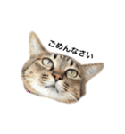 猫のまみ（個別スタンプ：3）