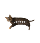 猫のまみ（個別スタンプ：4）