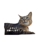 猫のまみ（個別スタンプ：6）