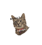 猫のまみ（個別スタンプ：8）