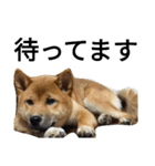 柴犬サニーの日常 #1（個別スタンプ：3）