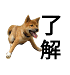 柴犬サニーの日常 #1（個別スタンプ：4）