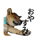 柴犬サニーの日常 #1（個別スタンプ：5）