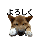 柴犬サニーの日常 #1（個別スタンプ：6）