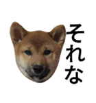 柴犬サニーの日常 #1（個別スタンプ：7）