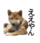 柴犬サニーの日常 #1（個別スタンプ：8）